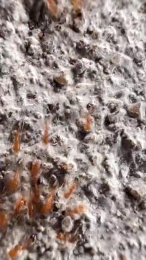 Bu klip, gözenekli ve pürüzlü yüzeyde hareket eden kahverengimsi kırmızı karıncalar grubunu gösteriyor. Bu karıncalar küçük ve parlak kırmızı bir vücuda sahipler. Onlar ateş karıncalarıdır.)