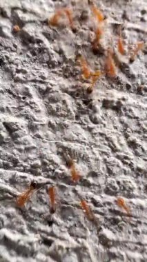 Bu klip, gözenekli ve pürüzlü yüzeyde hareket eden kahverengimsi kırmızı karıncalar grubunu gösteriyor. Bu karıncalar küçük ve parlak kırmızı bir vücuda sahipler. Onlar ateş karıncalarıdır.)