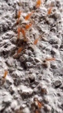 Bu klip, gözenekli ve pürüzlü yüzeyde hareket eden kahverengimsi kırmızı karıncalar grubunu gösteriyor. Bu karıncalar küçük ve parlak kırmızı bir vücuda sahipler. Onlar ateş karıncalarıdır.)