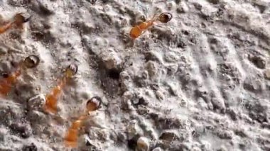 Bu klip, gözenekli ve pürüzlü yüzeyde hareket eden kahverengimsi kırmızı karıncalar grubunu gösteriyor. Bu karıncalar küçük ve parlak kırmızı bir vücuda sahipler. Onlar ateş karıncalarıdır.)