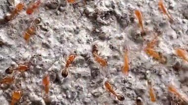 Bu klip, gözenekli ve pürüzlü yüzeyde hareket eden kahverengimsi kırmızı karıncalar grubunu gösteriyor. Bu karıncalar küçük ve parlak kırmızı bir vücuda sahipler. Onlar ateş karıncalarıdır.)