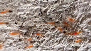 Bu klip, gözenekli ve pürüzlü yüzeyde hareket eden kahverengimsi kırmızı karıncalar grubunu gösteriyor. Bu karıncalar küçük ve parlak kırmızı bir vücuda sahipler. Onlar ateş karıncalarıdır.)