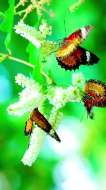 4K Klipteki kelebekler genellikle Lacewing Kelebekleri olarak bilinen Cethosia cinsinden gibi görünüyor. Canlı turuncu ve siyah desenleri ve beyaz işaretleri çiçeğin üzerindeki kelebektir.