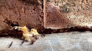 4k, hayvan, karınca, eklembacaklı, saldırı, arka plan, davranış, ısırık, böcek, kapanış, işbirliği, yaratık, detay, yemek, aile, yemek, bahçe, 