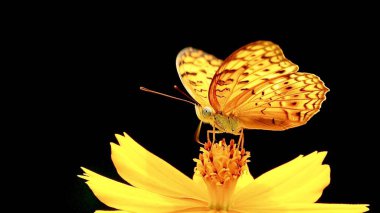 Sarı bir kelebek sarı bir çiçeğe tünemiş Kelebek siyah noktalı sarı kanatlar ve siyah çizgilerle sarı çiçekler parlak turuncu kepekli arka plan siyah        