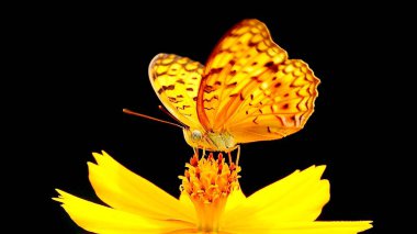 Sarı bir kelebek sarı bir çiçeğe tünemiş Kelebek siyah noktalı sarı kanatlar ve siyah çizgilerle sarı çiçekler parlak turuncu kepekli arka plan siyah        