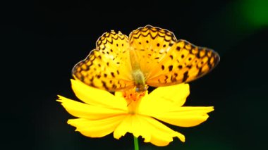 4K Kelebek uçuş konsepti. Ağır çekim Tayland kelebeği gündüz vakti sarı çiçeği yakalıyor. Bu kelebek çok güzel turuncu siyah bir renk.