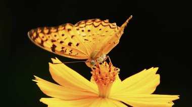 A yellow butterfly perched on a yellow flower Butterfly Yellow wings with a pattern of black spots and black linesFlowers Yellow flowers with bright orange stamens Back               clipart