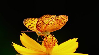 Sarı bir kelebek sarı bir çiçeğe tünemiş Kelebek Sarı kanatlar siyah benekli ve siyah çizgili çiçekler parlak turuncu pullu sarı çiçekler              