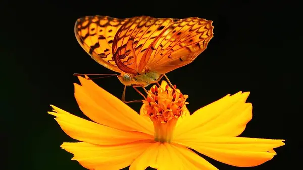 stock image A yellow butterfly perched on a yellow flower Butterfly Yellow wings with a pattern of black spots and black linesFlowers Yellow flowers with bright orange stamens Back              