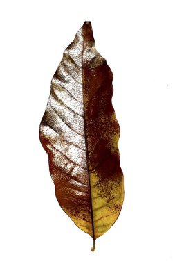 Beyaz arkaplanda yaprak izole edildi