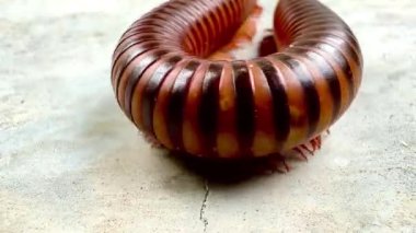 Bir kırkayak kıvrılıp spirale dönüşüyor. Kırkayaklar, kendilerini tehdit altında hissettiklerinde vücutlarını korumak için genellikle bu şekilde kıvrılır.