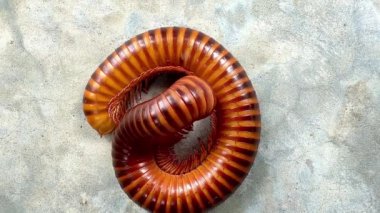 Bir kırkayak kıvrılıp spirale dönüşüyor. Kırkayaklar, kendilerini tehdit altında hissettiklerinde vücutlarını korumak için genellikle bu şekilde kıvrılır.