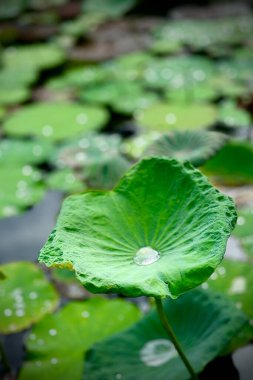 Yeşil nilüfer yaprağının üzerindeki su