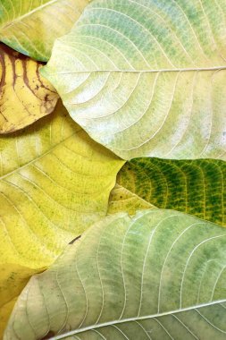 Sonbahar yapraklarının yeşilden sarıya ve kahverengiye dönüşmesi yapraklardaki pigmentlerin zamanla bozulduğu ve yaprakların zamanla bozulduğu doğal yaşlanma sürecini yansıtır. 