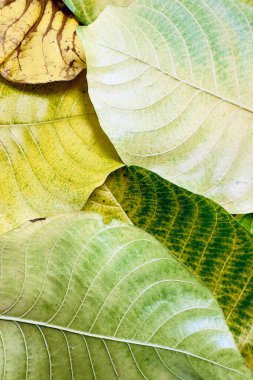 Sonbahar yapraklarının yeşilden sarıya ve kahverengiye dönüşmesi yapraklardaki pigmentlerin zamanla bozulduğu ve yaprakların zamanla bozulduğu doğal yaşlanma sürecini yansıtır. 