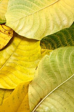 Sonbahar yapraklarının yeşilden sarıya ve kahverengiye dönüşmesi yapraklardaki pigmentlerin zamanla bozulduğu ve yaprakların zamanla bozulduğu doğal yaşlanma sürecini yansıtır. 