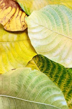 Sonbahar yapraklarının yeşilden sarıya ve kahverengiye dönüşmesi yapraklardaki pigmentlerin zamanla bozulduğu ve yaprakların zamanla bozulduğu doğal yaşlanma sürecini yansıtır. 