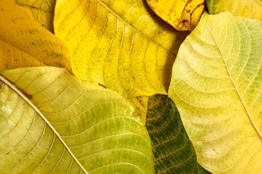 Sonbahar yapraklarının yeşilden sarıya ve kahverengiye dönüşmesi yapraklardaki pigmentlerin zamanla bozulduğu ve yaprakların zamanla bozulduğu doğal yaşlanma sürecini yansıtır. 