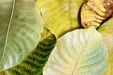 Sonbahar yapraklarının yeşilden sarıya ve kahverengiye dönüşmesi yapraklardaki pigmentlerin zamanla bozulduğu ve yaprakların zamanla bozulduğu doğal yaşlanma sürecini yansıtır. 