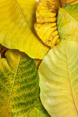 Sonbahar yapraklarının yeşilden sarıya ve kahverengiye dönüşmesi yapraklardaki pigmentlerin kırılıp yaprakların bozulduğu doğal yaşlanma sürecini yansıtır.