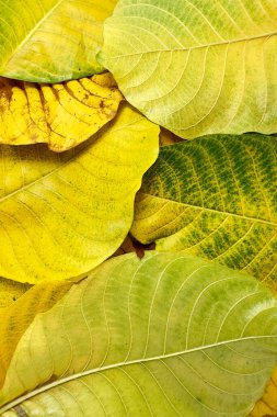 Sonbahar yapraklarının yeşilden sarıya ve kahverengiye dönüşmesi yapraklardaki pigmentlerin kırılıp yaprakların bozulduğu doğal yaşlanma sürecini yansıtır.