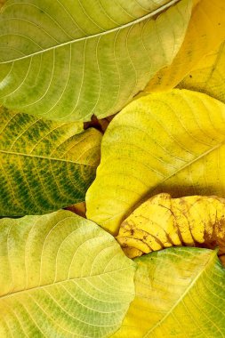 Sonbahar yapraklarının yeşilden sarıya ve kahverengiye dönüşmesi yapraklardaki pigmentlerin kırılıp yaprakların bozulduğu doğal yaşlanma sürecini yansıtır.