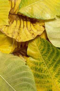 Sonbahar yapraklarının yeşilden sarıya ve kahverengiye dönüşmesi yapraklardaki pigmentlerin kırılıp yaprakların bozulduğu doğal yaşlanma sürecini yansıtır.