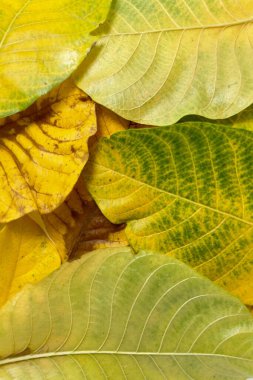 Sonbahar yapraklarının yeşilden sarıya ve kahverengiye dönüşmesi yapraklardaki pigmentlerin kırılıp yaprakların bozulduğu doğal yaşlanma sürecini yansıtır.