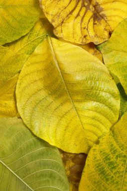 Sonbahar yapraklarının yeşilden sarıya ve kahverengiye dönüşmesi yapraklardaki pigmentlerin kırılıp yaprakların bozulduğu doğal yaşlanma sürecini yansıtır.