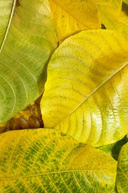 Sonbahar yapraklarının yeşilden sarıya ve kahverengiye dönüşmesi yapraklardaki pigmentlerin kırılıp yaprakların bozulduğu doğal yaşlanma sürecini yansıtır.