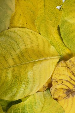 Sonbahar yapraklarının yeşilden sarıya ve kahverengiye dönüşmesi yapraklardaki pigmentlerin kırılıp yaprakların bozulduğu doğal yaşlanma sürecini yansıtır.