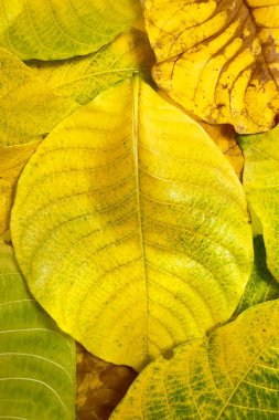 Sonbahar yapraklarının yeşilden sarıya ve kahverengiye dönüşmesi yapraklardaki pigmentlerin kırılıp yaprakların bozulduğu doğal yaşlanma sürecini yansıtır.