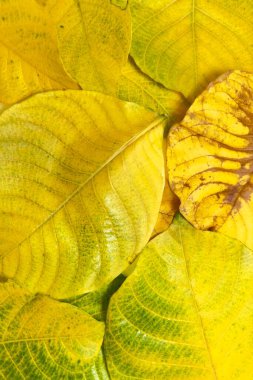 Sonbahar yapraklarının yeşilden sarıya ve kahverengiye dönüşmesi yapraklardaki pigmentlerin kırılıp yaprakların bozulduğu doğal yaşlanma sürecini yansıtır.