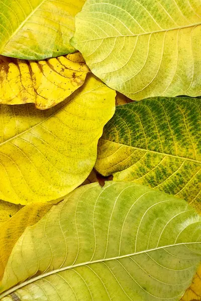 Sonbahar yapraklarının yeşilden sarıya ve kahverengiye dönüşmesi yapraklardaki pigmentlerin kırılıp yaprakların bozulduğu doğal yaşlanma sürecini yansıtır.