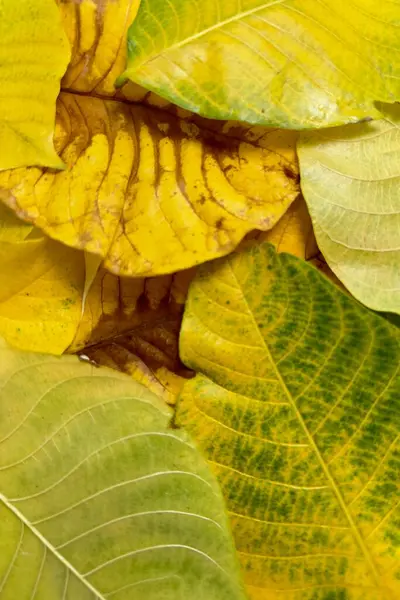 Sonbahar yapraklarının yeşilden sarıya ve kahverengiye dönüşmesi yapraklardaki pigmentlerin kırılıp yaprakların bozulduğu doğal yaşlanma sürecini yansıtır.