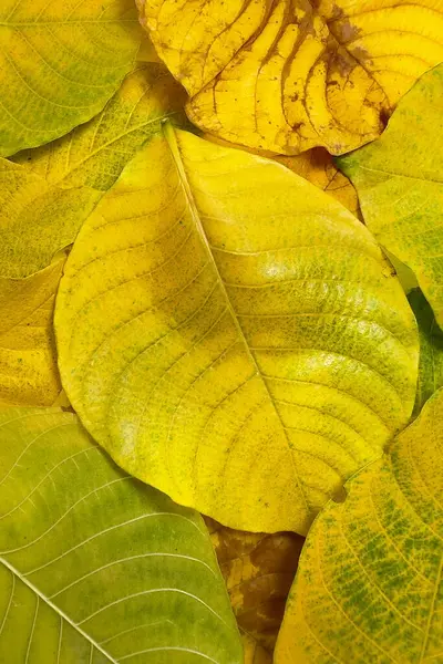 Sonbahar yapraklarının yeşilden sarıya ve kahverengiye dönüşmesi yapraklardaki pigmentlerin kırılıp yaprakların bozulduğu doğal yaşlanma sürecini yansıtır.