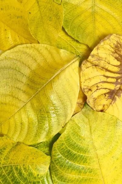 Sonbahar yapraklarının yeşilden sarıya ve kahverengiye dönüşmesi yapraklardaki pigmentlerin kırılıp yaprakların bozulduğu doğal yaşlanma sürecini yansıtır.