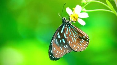 4K Sarı bir kelebek sarı bir çiçeğe tünedi Kelebek sarı kanatlar siyah benekli ve siyah çizgili çiçekler parlak turuncu arkaplan çiçekleri 