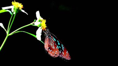 4K Sarı bir kelebek sarı bir çiçeğe tünedi Kelebek sarı kanatlar siyah benekli ve siyah çizgili çiçekler parlak turuncu arkaplan çiçekleri 