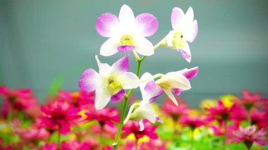 Pembe Tayland orkide çiçeğinin 4K yakın çekimi. Çiçek tam olarak çiçek açmış. Yapraklar parlak pembe ve ortasında biraz daha koyu bir renk var..