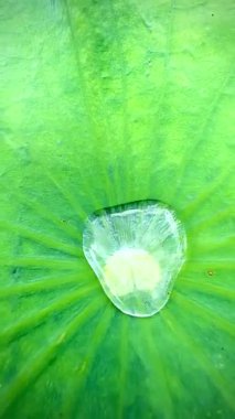 Yeşil nilüfer yaprağının üzerindeki su