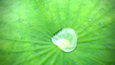 Yeşil nilüfer yaprağının üzerindeki su