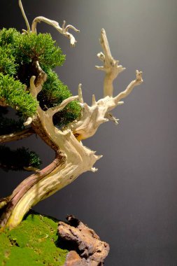50 yıllık Japon bonsai.
