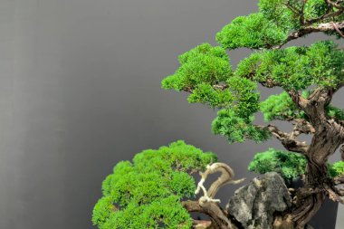 50 yıllık Japon bonsai.