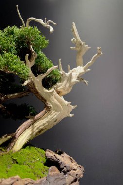 50 yıllık Japon bonsai.