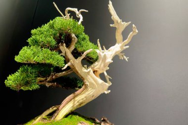 50 yıllık Japon bonsai.