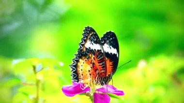 4K Sarı bir çiçeğe tünemiş bir kelebek Kelebek siyah benekli ve siyah çizgili sarı kanatlar parlak turuncu çiçekli arka plan 