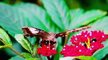 4K Sarı bir çiçeğe tünemiş bir kelebek Kelebek siyah benekli ve siyah çizgili sarı kanatlar parlak turuncu çiçekli arka plan 