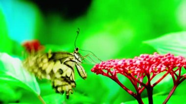 4K Sarı bir çiçeğe tünemiş bir kelebek Kelebek siyah benekli ve siyah çizgili sarı kanatlar parlak turuncu çiçekli arka plan 